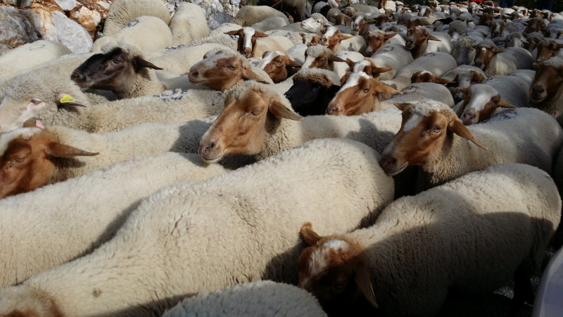 moutons en transhumance dans le village de Saint-Geniez de Dromon